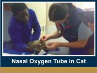 nasal-oxygen