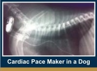 pace-maker