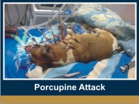 porcupine-attack