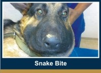 snake-bite