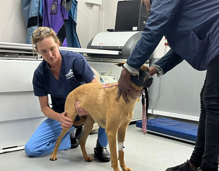 HVH Services Dog Check