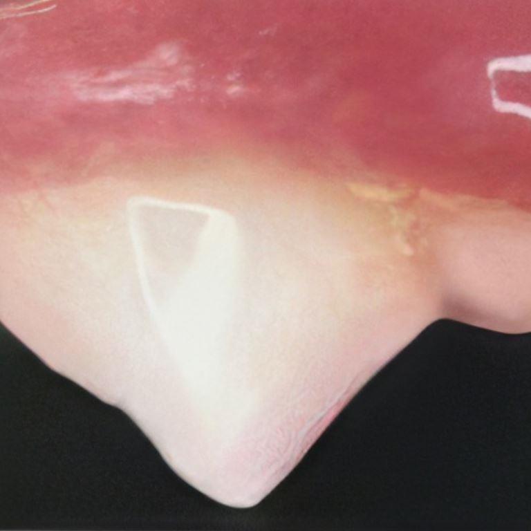 feline dental health with healthy teeth and gums.