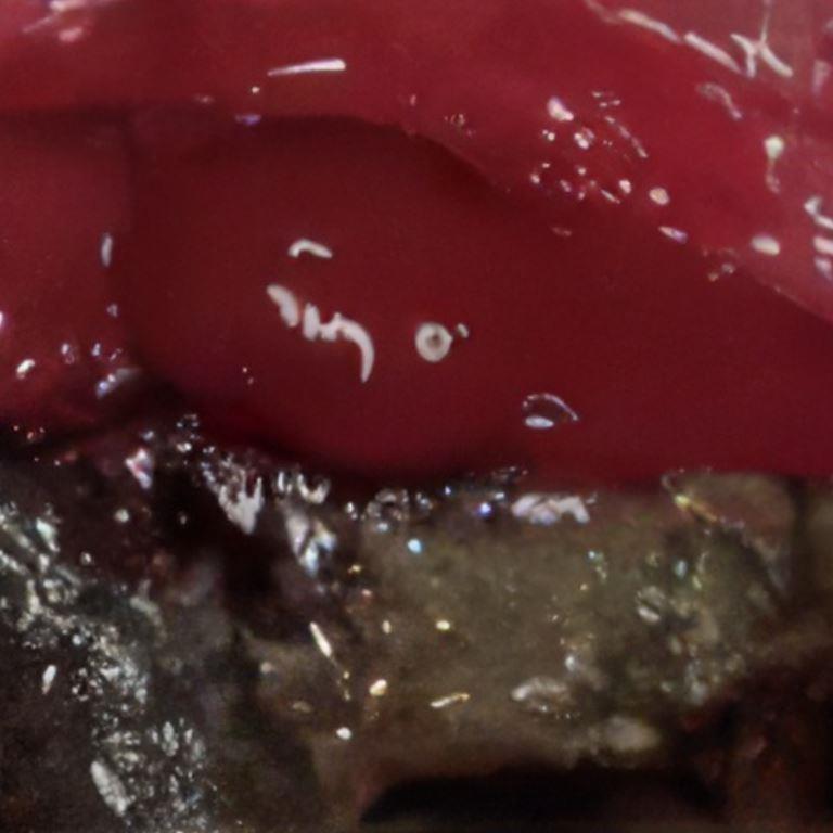 canine periodontal disease with severe tooth damage.