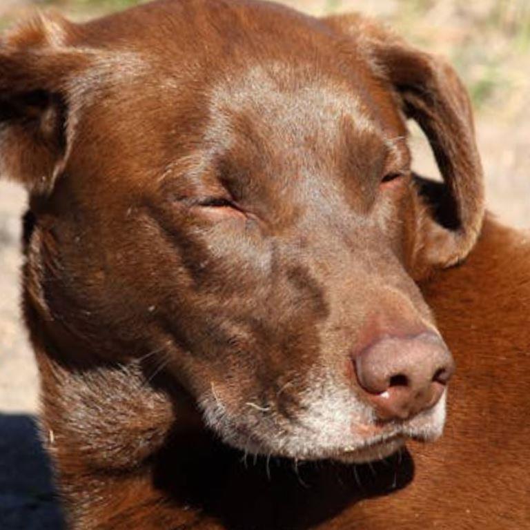 Facial swelling caused by advanced dental disease in a dog.