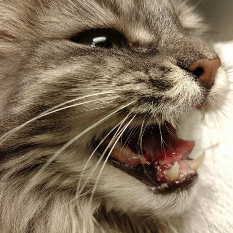 Red swollen gums showing early dental disease in a cat.