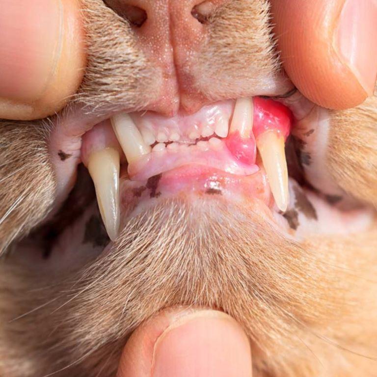 Advanced tartar build up causing periodontal disease in a dog.

