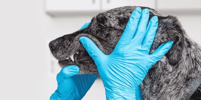 Why Does My Pet’s Breath Smell? What It Really Means