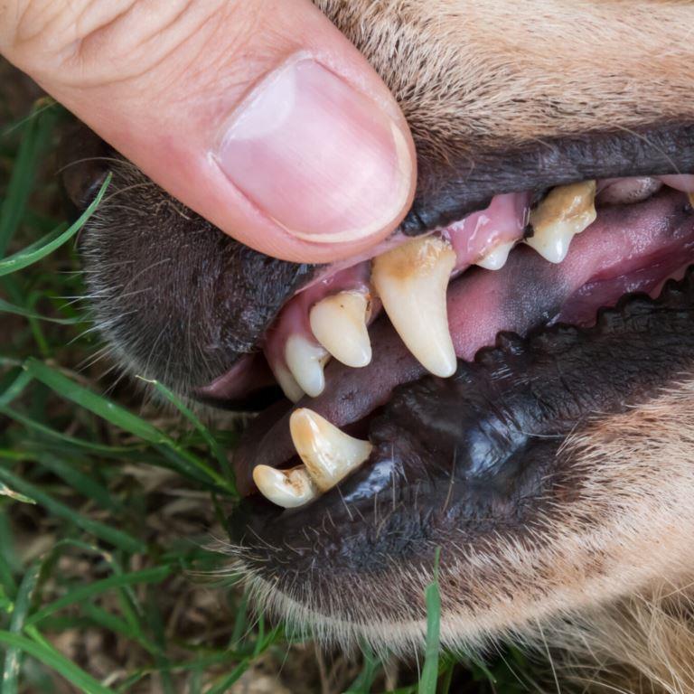 Dog dental examination for plaque, tartar and bad breath.